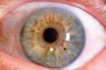 Lens, Cornea, Eyeball, iris, pupil, veins, Round, Circular, Circle, Sclera, HAEV01P04_01