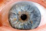 Eyeball, Iris, Lens, Pupil, Eyelash, Cornea, Sclera, Round, Circular, Circle, HAEV01P04_02B