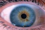 Eyeball, Iris, Lens, Pupil, Eyelash, Cornea, Sclera, Round, Circular, Circle, HAEV01P04_05