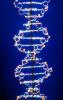 DNA Double Helix, Nucleotides, chain, HAHV01P01_02