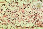 Sperm cells, HAIV01P02_02