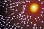 Sperm and Egg, Fertilization, cell, conception, HAIV01P02_08B