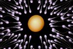 Sperm and Egg, Fertilization, cell, conception, HAIV01P02_11B