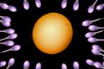 Sperm and Egg, Fertilization, cell, conception, HAIV01P02_11C