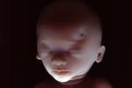 Fetus, Embryo, HAIV01P06_08