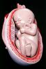 Fetus, Embryo, HAIV01P09_08
