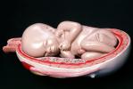 Fetus, Embryo