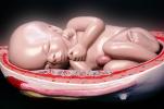 Fetus, Embryo, HAIV01P09_10