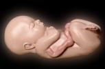Fetus, Embryo, HAIV01P09_11