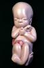 Fetus, Embryo, HAIV01P09_13