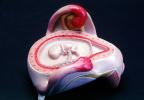 Fetus, Embryo, Embryology, Fetal Development, HAIV01P10_12