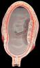 Womb, Uterus, HAIV01P11_05