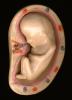 Fetus, Embryology, Fetal Development, HAIV01P11_11