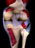Knee bone, HAMV01P02_12B
