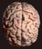 Real Human Brain, HANV01P04_03