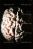 Real Human Brain, HANV01P04_07