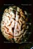 Real Human Brain, HANV01P04_09B