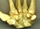 hand, finger, palm, HASV01P13_11