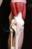 Muscle, Elbow, Joint, HASV01P14_15