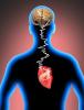 Heart Brain Connection, Cardio, HAWD01_004B
