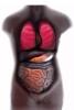 Lungs, Stomach, Intestines, Torso, Liver, HAWV01P03_10