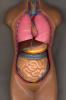 Lungs, Stomach, Intestines, Torso, Liver, HAWV01P03_17