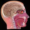 Face, Brain, Mouth, Nose, Eyes, Muscles, Throat, Brain Stem, HAWV01P03_19B