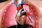 Lungs, Heart, HAWV01P04_13