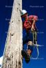 lineman, Climbing, Climbs, Telephone Pole, ICEV01P03_13B