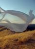 floating cloth, wrinkles, flying, wafting in the wind, windy, windblown, Equanimity, ITTD01_003