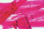 Microscopic Fiber, Cloth, ITTV01P02_19