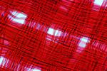 Microscopic Fiber, Cloth, ITTV01P03_13