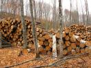 Logs, stacked, stacks, pile, Michigan, IWLD01_004