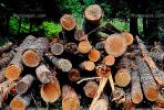 Logs, stacked, stacks, pile, Mt Rainier, Washington, IWLV01P03_19.2171