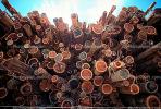 Logs, stacked, stacks, pile, Mendocino County, California