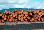 Logs, stacked, stacks, pile, IWLV01P07_17.2171