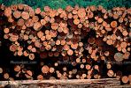 Logs, stacked, stacks, pile, IWLV01P10_12.2172