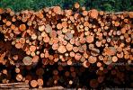 Logs, stacked, stacks, pile, IWLV01P10_14.2171
