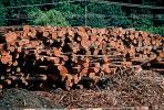 Logs, stacked, stacks, pile, IWLV01P10_15.2172