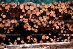 Logs, stacked, stacks, pile, IWLV01P10_16