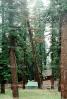 chopping down a sequoia tree, logging, California, IWLV01P12_02