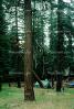 chopping down a sequoia tree, logging, California, IWLV01P12_03