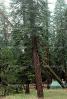 chopping down a sequoia tree, logging, California