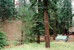 chopping down a sequoia tree, logging, California, IWLV01P12_05