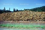 evergreen, conifer, log, pile, stack