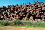 evergreen, conifer, log, pile, stack