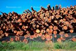 evergreen, conifer, log, pile, stack, IWLV01P12_15.2172