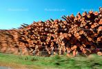 evergreen, conifer, log, pile, stack, IWLV01P12_18.2172