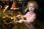 Girl playing with Sea Life, touch tank, hands-on, aquarium, sealife, starfish, hands-on exhibit, touch, KEPD01_018