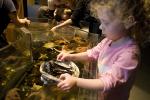 Girl playing with Sea Life, touch tank, hands-on, aquarium, sealife, starfish, clams, abalone, hands-on exhibit, touch, KEPD01_020